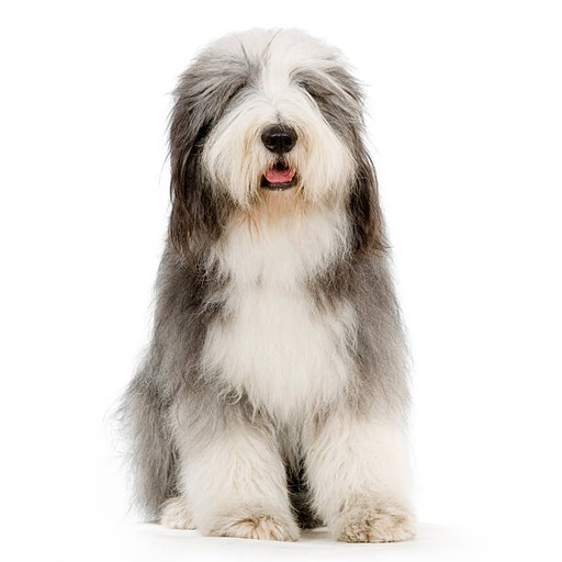 Bearded Collie Dog Breed