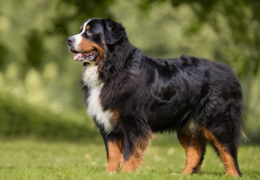 Bernese Mountain Dog Breed