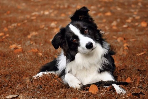 Border Collie Dog Breed