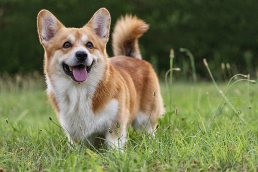 Welsh Corgi Dog Breed