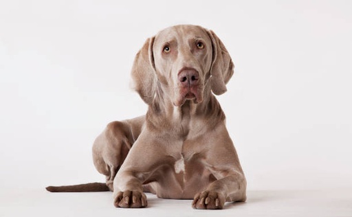 Weimaraner Dog Breed