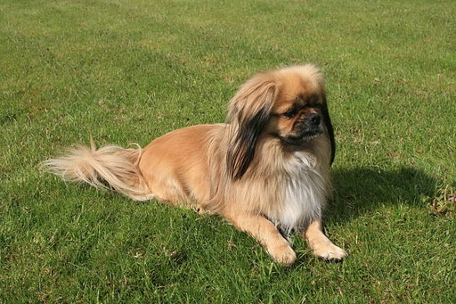 Tibetan Spaniel Dog Breed