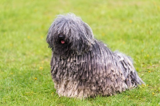 Puli Dog Breed