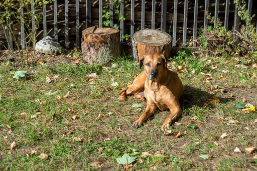 Rhodesian Ridgeback Dog Breed