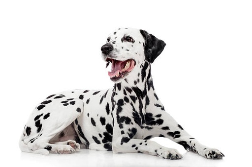 Dalmatian Dog Breed