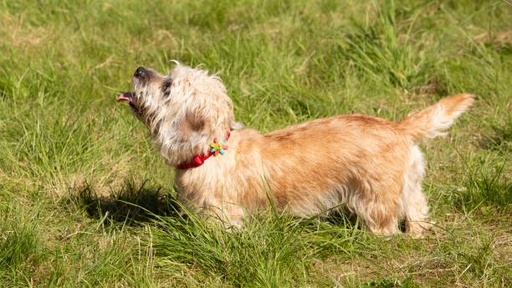 Dandie Dinmont Terrier Dog Breed