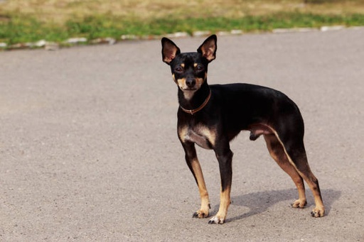 English Toy Terrier Dog Breed