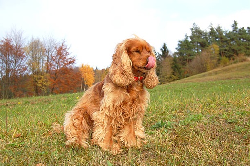 Field Spaniel Dog Breed