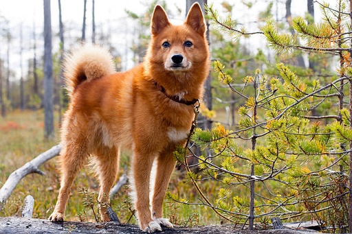 Finnish Spitz Dog Breed