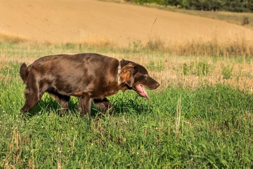 Flat Coated Retriever Dog Breed