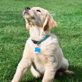 Golden Retriever Dog Breed