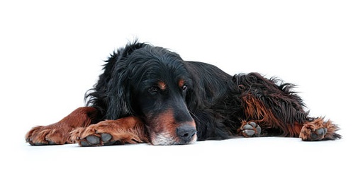 Gordon Setter Dog Breed