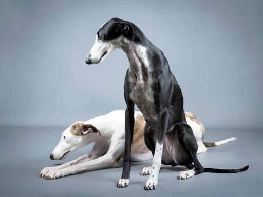 Greyhound Dog Breed