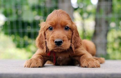 Irish Setter Dog Breed