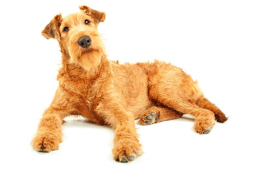 Irish Terrier Dog Breed