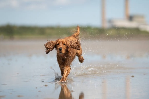 Irish Water Spaniel Dog Breed