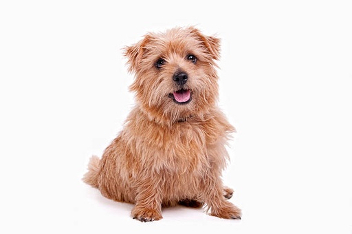 Norwich Terrier Dog Breed