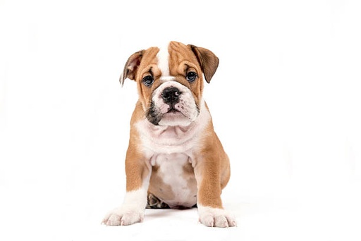 British Bulldogs Breed