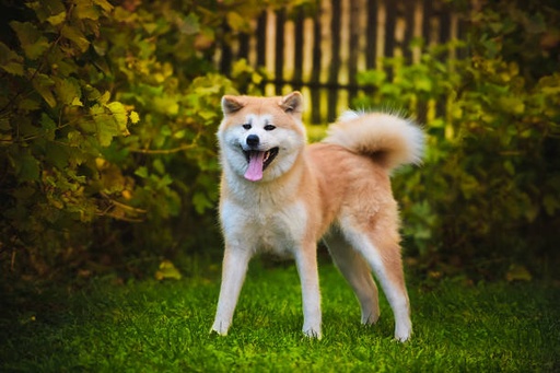 Japanese Akita Dog Breed