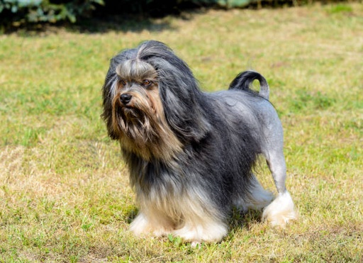 Lowchen Dog Breed