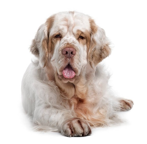 Clumber Spaniel Dog Breed