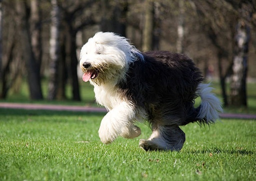 Old English Sheep Dog Breed