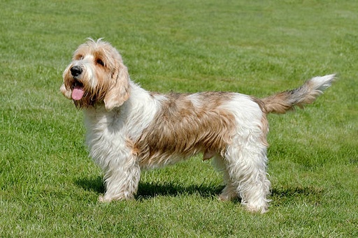 Petit Basset Griffon Vendéen Dog Breed