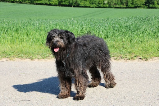 Bouvier Des Flandres Dog Breed