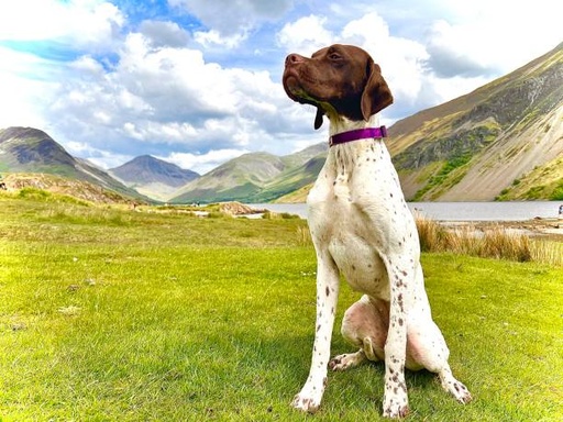 Pointer Dog Breed