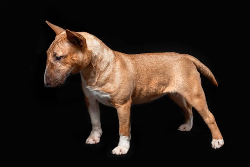 Bull Terrier Dog Breed