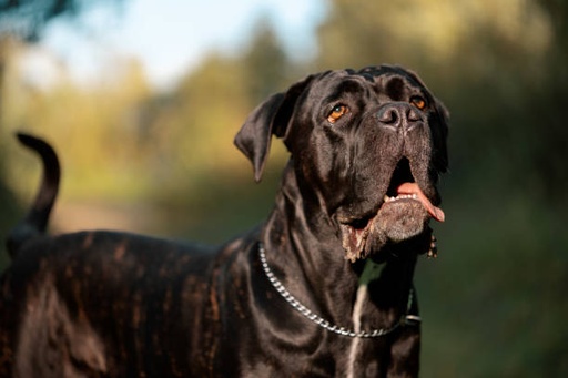 Mastiff Dog Breed