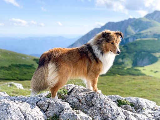 Collie Dog Breed