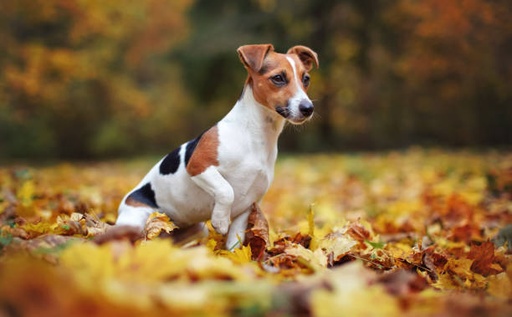 Jack Russell Dog Breed