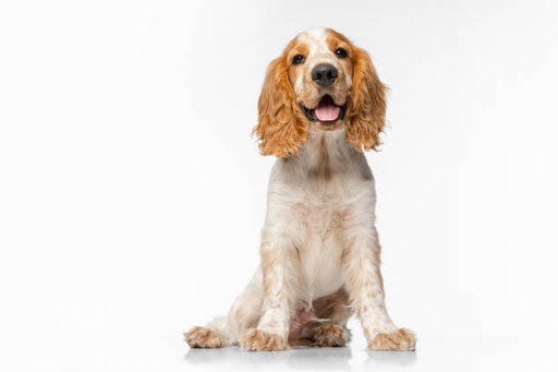 Cocker Spaniel Dog Breed