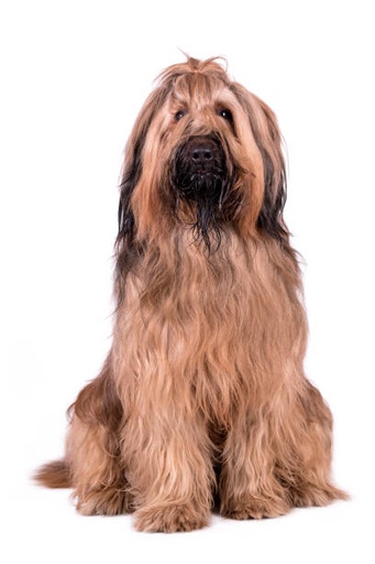 Briard Dog Breed