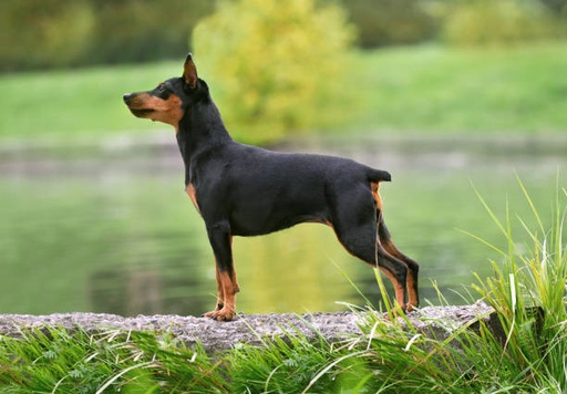 Miniature Pinscher Dog Breed