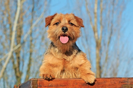 Norfolk Terrier Dog Breed