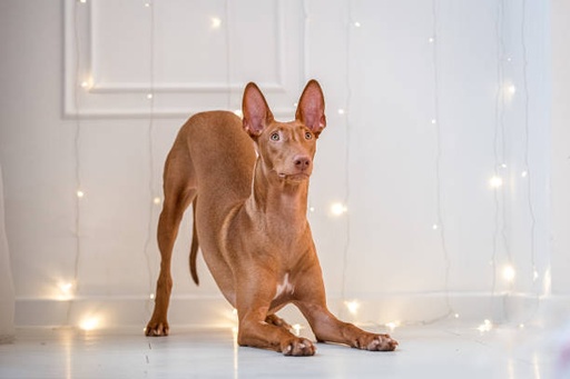 Pharaoh Hound Dog Breed