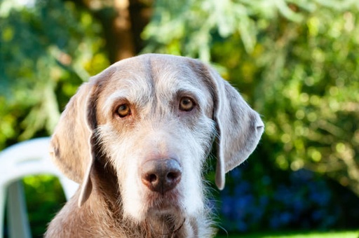 Slovakian Rough Haired Pointer