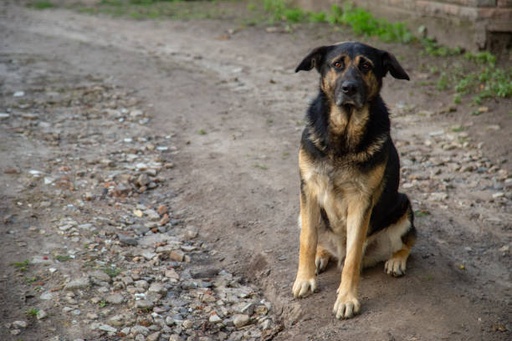 Estrela Mountain Dog