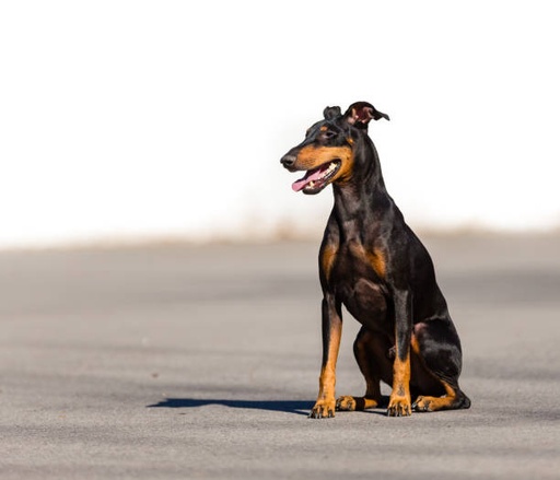 Manchester Terrier