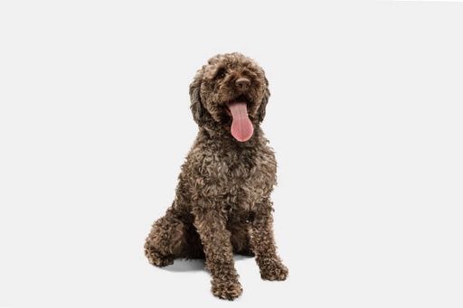 Lagotto Romagnolo