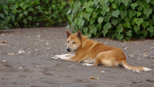 Korean Jindo