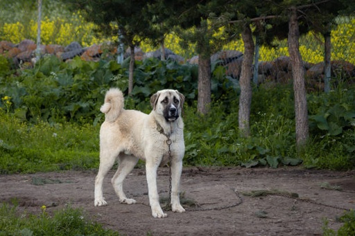 Turkish Kangal Dog