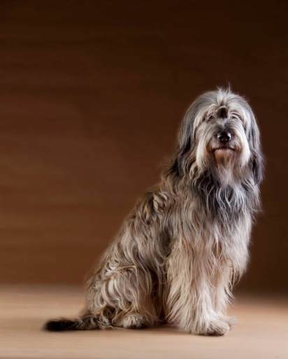 Catalan Sheepdog