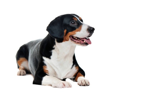 Entlebucher Mountain Dog