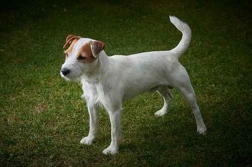 Parson Russell Terrier