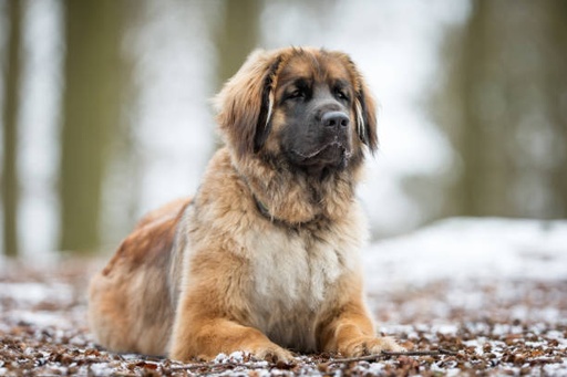 Leonberger