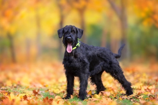 Giant Schnauzer