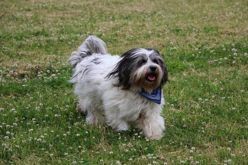 Polish Lowland Sheepdog